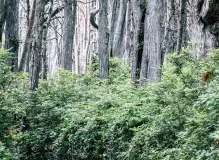 Find Your Perfect Trail Buddy with Trekking Poles