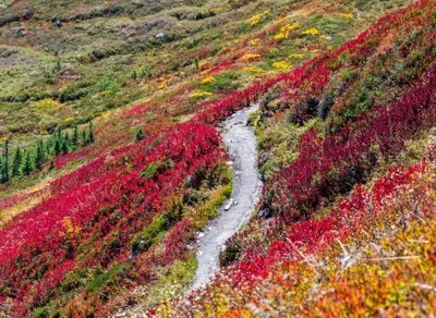 Unleash Your Adventure with Trail Buddy Trekking Poles - Your Ultimate Hiking Companion!