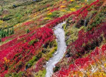 Unleash Your Adventure with Trail Buddy Trekking Poles - Your Ultimate Hiking Companion!