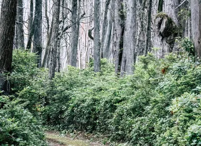 Find Your Perfect Trail Buddy with Trekking Poles