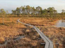 Find Your Perfect Trail Buddy Trekking Pole