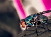 Unlock Adventure with Fly Trekker Helmet: Your Ultimate Off-Road Companion!