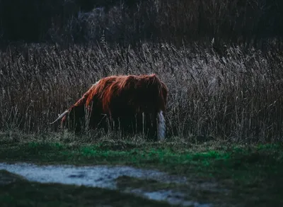 Discover the Ultimate Timberland Field Trekker Adventure!